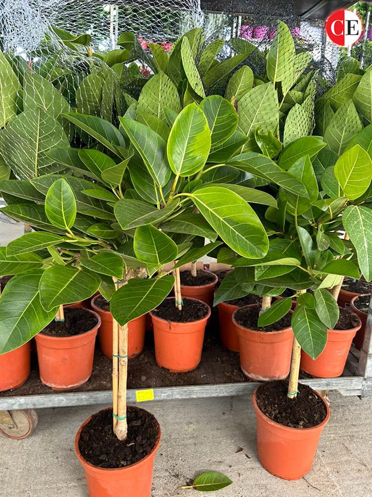 Гарден Центар Ристови