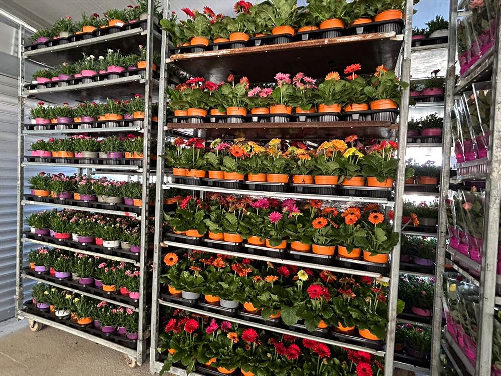 rasadnik-ristovi-ir-clubeconomy