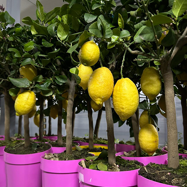 rasadnik-ristovi-ir-clubeconomy